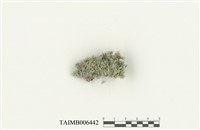 藏品(庭園白髮蘚)的圖片